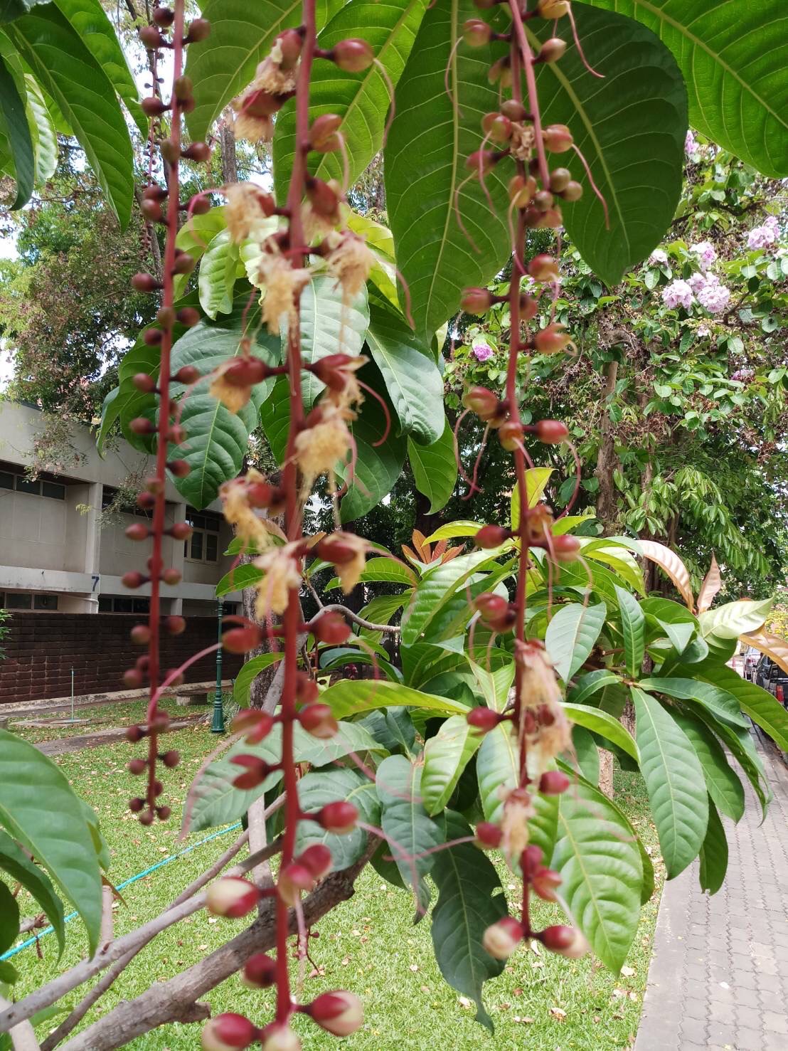 จิกสวน Barringtonia racemosa (L.) Spreng.   <br/>LECYTHIDACEAE
